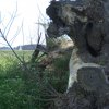 Tour3-Usedom-Koswerow